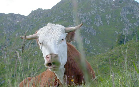 Kuh auf der Alm im Sommer